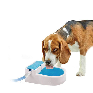 Auto Filling Dog Drinking Water Fountain